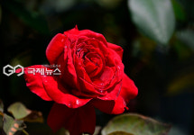 [국제포토] 장미의 일화 & 굳건한 약속