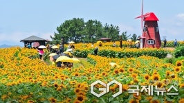 경남 함안군, 제13회 강주해바라기 축제 개최