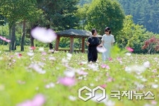 괴산군농업기술센터 일원 코스모스꽃 만개
