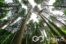 사천시 사천 케이블카 자연휴양림 피톤치드 월등