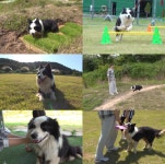 TV동물농장 NO 브레이크 보더콜리 충성이 사연