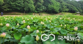 보은군 속리산 연꽃단지, 관광객 볼거리 제공