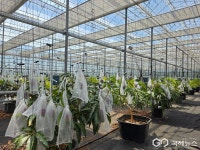 영천시, 기후변화 대응 아열대농업 거점 도시로 도약