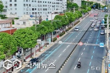 부산 남구, 은행나무 테마전정 동그라미·네모 가로수 정비사업 추진