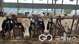 용인시, 폭염 대비 가축 피해 예방... 16억 1100만원 지원