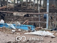 새벽 물폭탄 맞은 가평...축사 소들이 죽어가고 있다