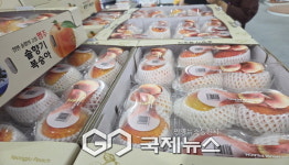 영주시 복숭아, 올해 첫 해외 수출길 올라