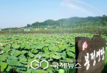 동해시 봉정마을, 여름을 물들이는 연꽃·천연염색 축제