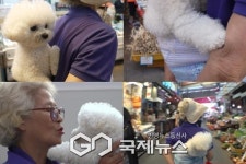 SBS TV동물농장 할머니표 어부바에 중독된 강아지 영배!