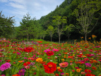 태백시 삼수동, 숨은 명소 백일홍 꽃밭 만개