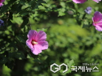 경남도수목원, 나라꽃 무궁화 전시‧체험 행사 열어