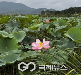 분홍빛 중덕지 연꽃 꽃망울 터뜨려 . . .