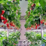 울주군 청년 스마트팜, 여름철 고품질 딸기 본격 출하