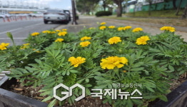 영주시, 노란빛과 주황빛 메리골드로 여름 도심 물들이다