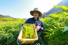 희망 움트는 산청 산불·호우 이겨낸 여름 두릅 수확