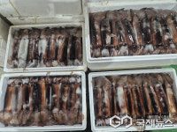 군산시 비응항 위판장 오징어 생산량 증가로 모처럼 활력 되찾아