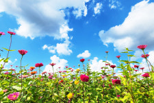 최고의 힐링 명소 산소카페 청송정원 개장