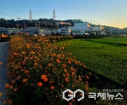 [포토] 사천시 향촌동 봉남천 황화코스모스 만개