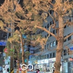 17억 혈세 쏟은, 마포대로 교체 가로수 앙상한 소나무?