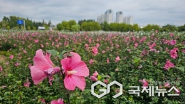  안산 나라꽃 무궁화 축제