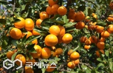 고품질 감귤 유통 위해 출하 전 품질 검사 선택이 아닌 필수
