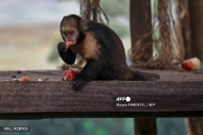 리우 동물원, 아이스바로 더위와 싸우다