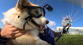 TV동물농장 5코기와 제주여행...유기견 복순이·인턴견 보리 소개