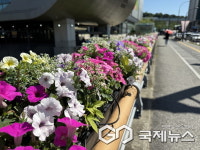 용인시 기흥구, 지역내 주요 교량과 도로변에 가을맞이 가을꽃길 조성