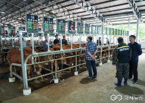 영천축산농협, 스마트 가축시장 플랫폼 구축 완료