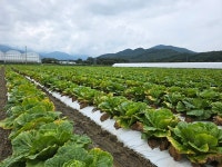남원시 여름배추, 새로운 소득작목 가능성 확인