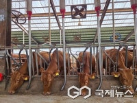 전국 한우 우량 암소 선발대회에서 전국 최고 입증한 전북도