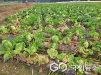 충북농기원, 가을배추 현장 기술지원 강화