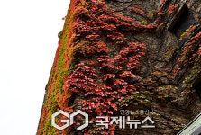 [국제포토] 가을엔 정동길을 걷자.