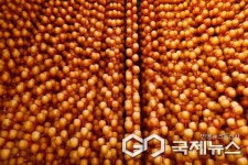 영동군, 쫀득한 영동곶감 만들기 본격 돌입