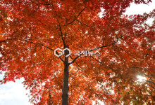 [국제포토] 가로수 단풍 물결