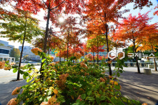 [국제포토] 가로수 단풍 아래에서 힐링