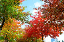 [국제포토] 가로수 아래 & 찰칵찰칵