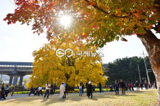 [국제포토] 장수동 은행나무 뷰
