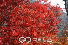 가을 절정의 아름다움, 봉선사 만끽