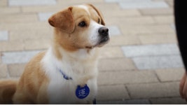 TV동물농장 똥개 푸바오·K-똥개 룽지·피그몬의 일상 탐구