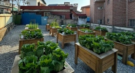 청주시, 빈집 우리동네 텃밭농장 성공적 운영