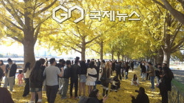 아산 곡교천 은행나무길, 황금빛 가을 절정  주말까지 단풍 만끽