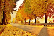 [포토] 의령 대의고개, 늦가을의 황금길에 시선 집중