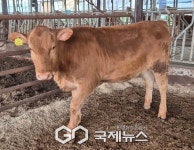 충남 우수 한우 수정란 보급사업, 성과로 효과성 확인