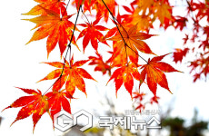[국제포토] 늦깎이 가을 단풍의 런웨이