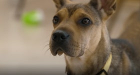 TV동물농장 정혁과 대길이&푸바오와 활기체의 만남