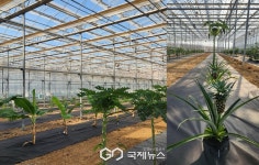 영천시, 경북 최대 아열대 스마트팜단지 준공…연구 온실 전면 개방