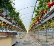 청주시, 21일까지 현대백화점 충청점서 청원생명딸기 판촉행사