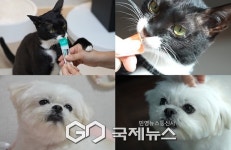 [SBS TV 동물농장] 예의 있는 녀석들이 온다! 매사에 감사하는 냥이와 자체 소음차단 강아지