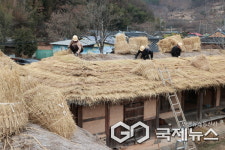 [포토] 창녕조씨(曺氏) 고가 초가지붕 이엉 잇기 한창